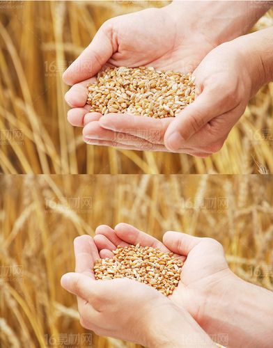 关键词:农作物画册图片素材小麦大麦麦田手捧着麦子麦穗食物农产品